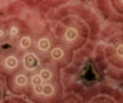 Moraxella cattarhalis